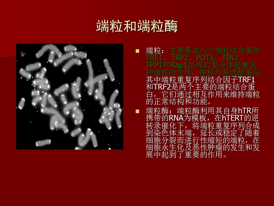 端粒、端粒酶与肿瘤.ppt.ppt_第3页