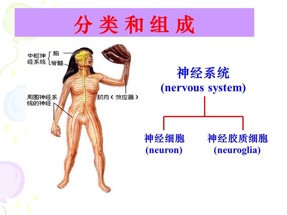 神经系统功能总论.ppt_第2页