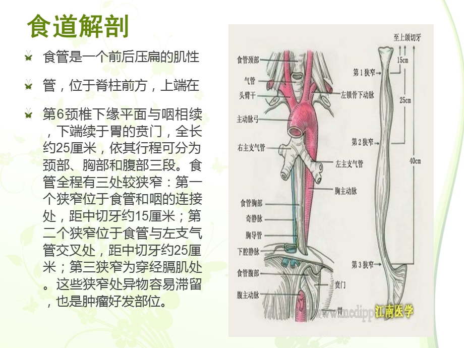 食道疾病.ppt_第2页