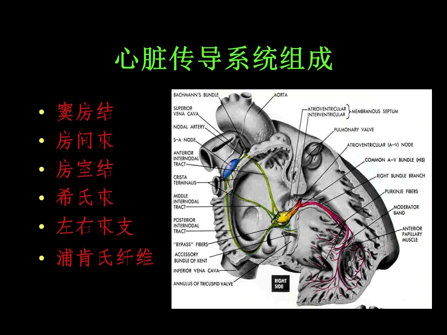 致命性心律失常的治疗.ppt_第3页