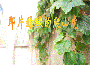 人教版小学语文《那片绿绿的爬山虎》课件.ppt