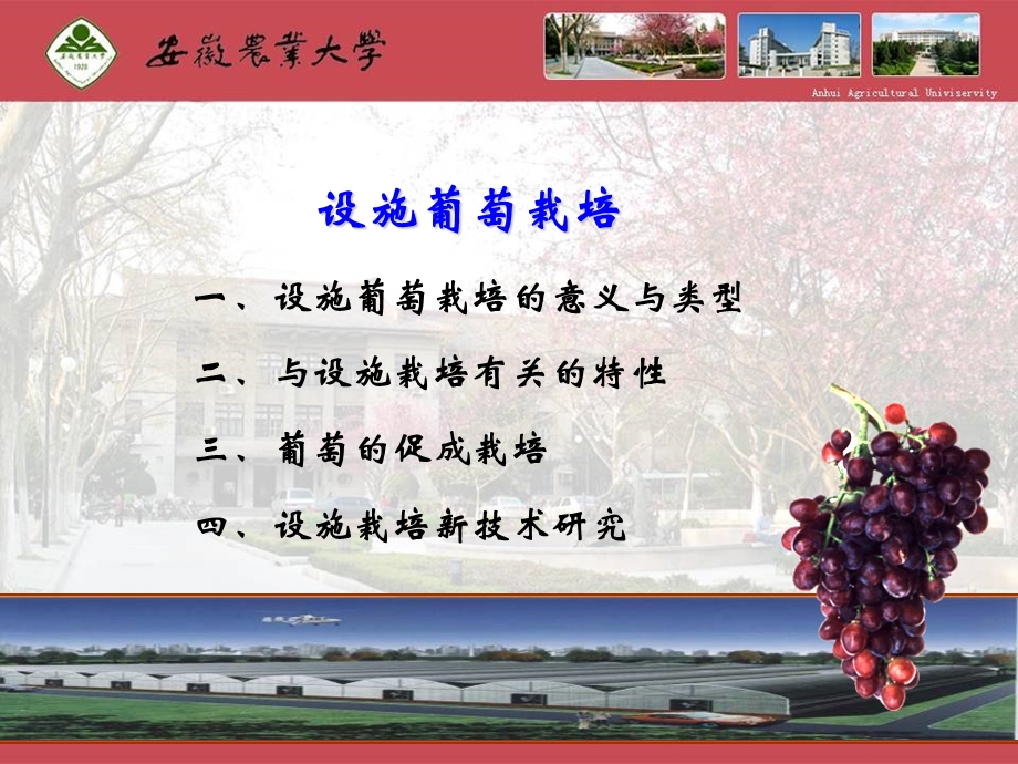 设施葡萄栽培.ppt_第1页