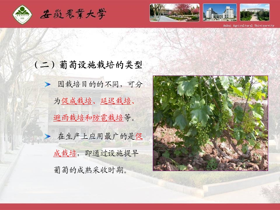 设施葡萄栽培.ppt_第3页