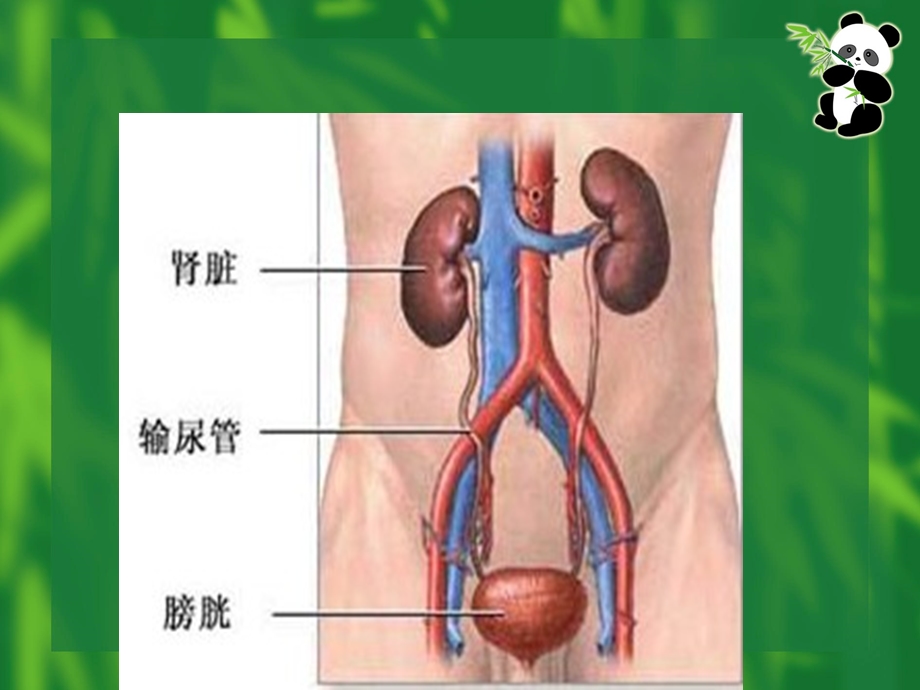 肾源性水肿的护理.ppt.ppt_第2页