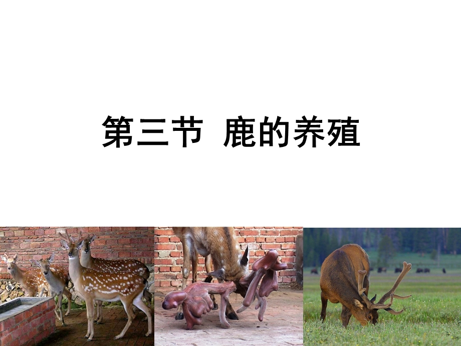 第三节鹿的养殖.ppt_第1页