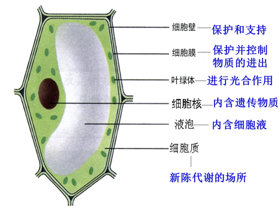 [初中教育]初中生物中考专题图复习[1].ppt_第1页