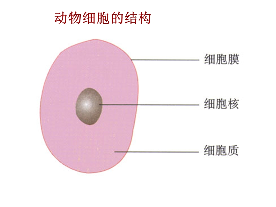 [初中教育]初中生物中考专题图复习[1].ppt_第2页