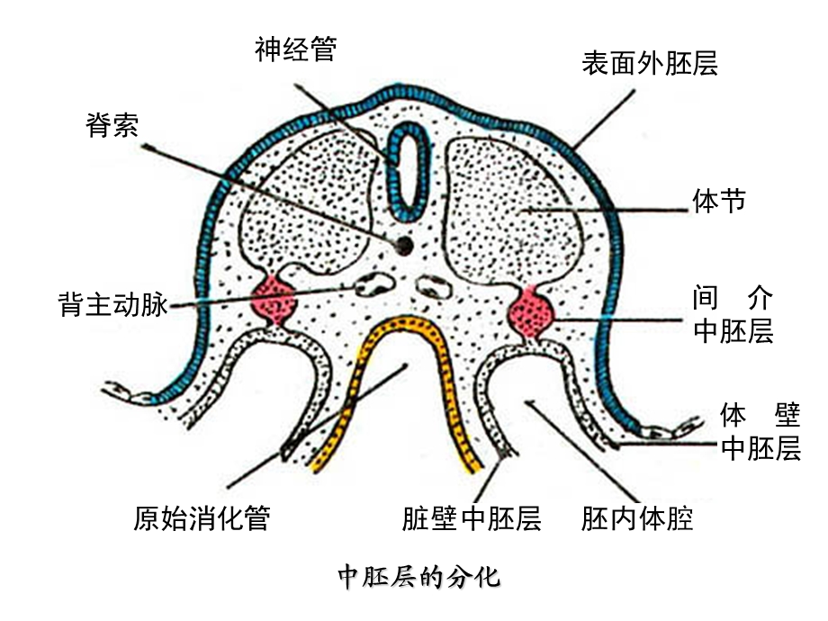 25泌尿系统和生殖系统的发生.ppt_第3页