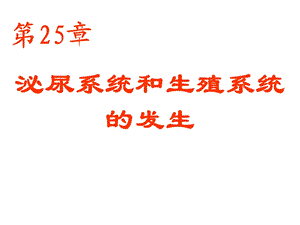 25泌尿系统和生殖系统的发生.ppt