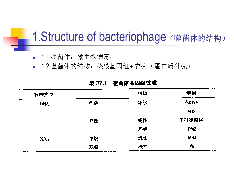 水处理微生物学—细菌的遗传（中英文对照） .ppt_第2页