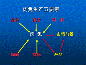 优质肉兔高效养殖关键技术.ppt