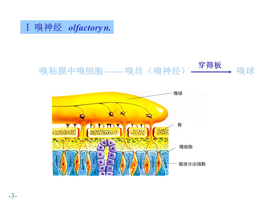 青岛版小学科学五级下册《脑与神经》课件　.ppt_第3页