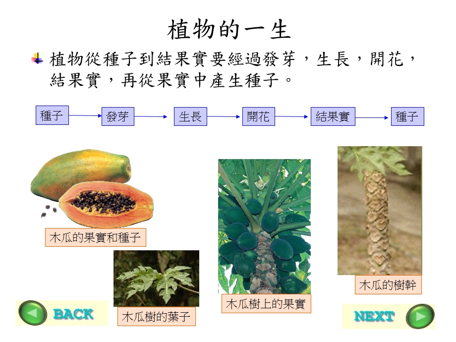 2993987732植物的一生ppt.ppt_第2页