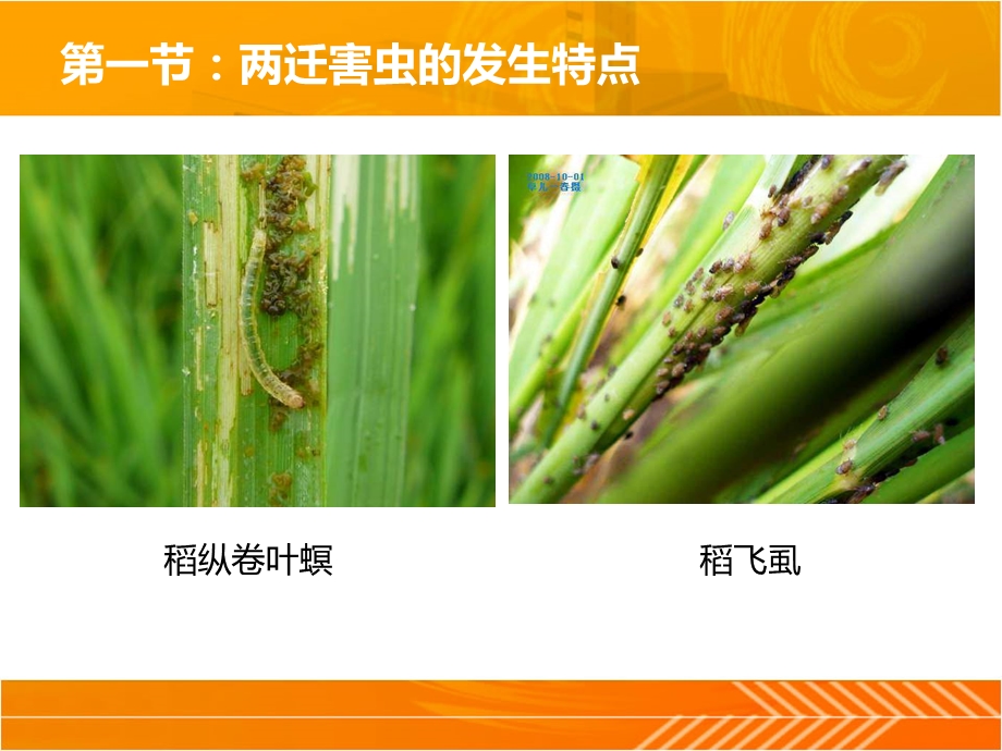 水稻病虫害防治.ppt_第3页