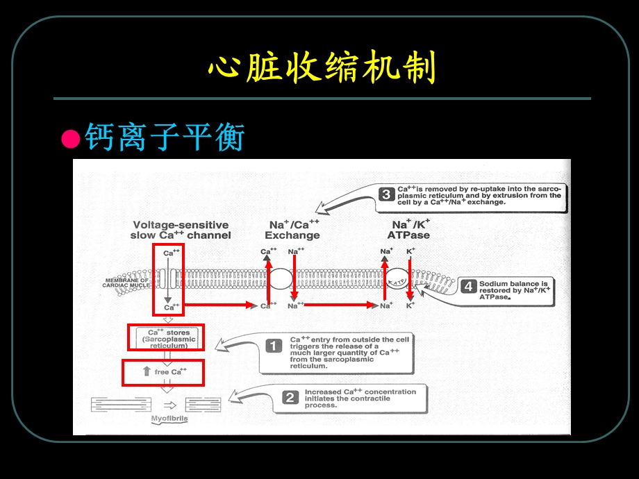 第26章_治疗充血性心力衰竭的药物(tft).ppt_第3页