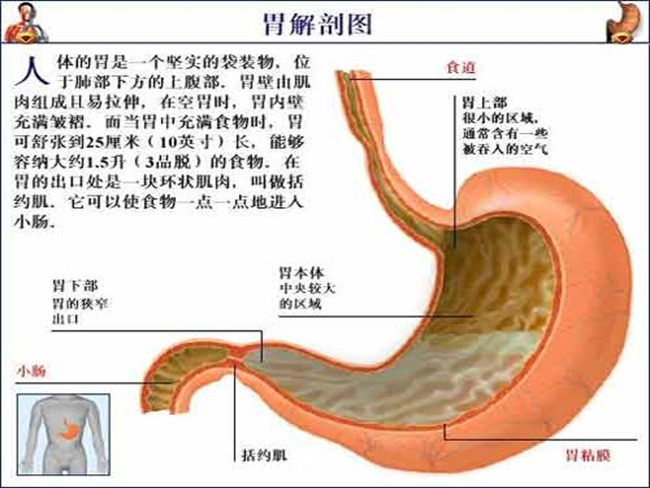 15章胃十二指肠病人的护理.ppt_第3页