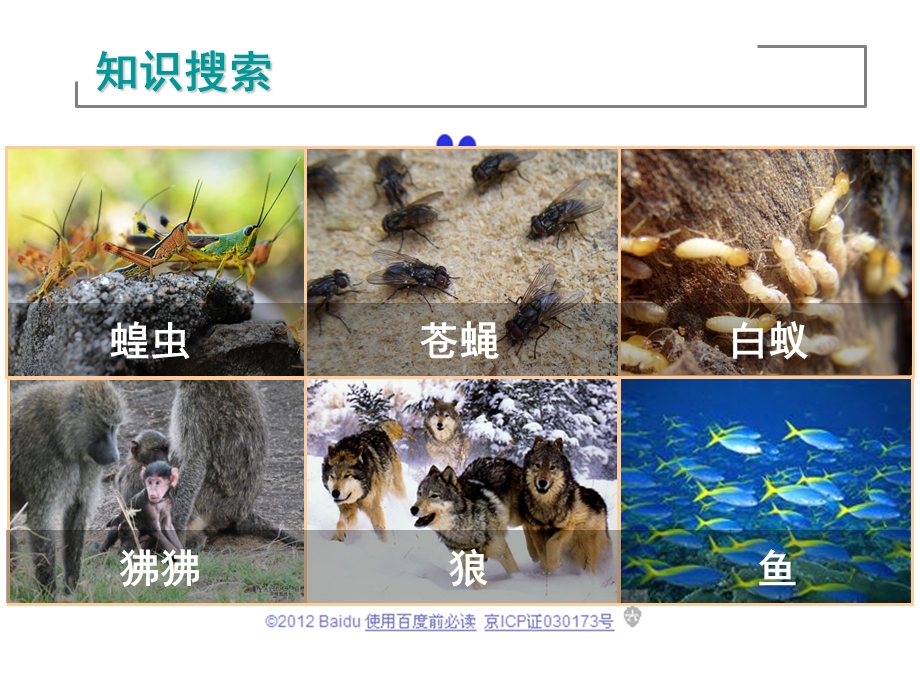 人教版 八上生物 《社会行为》.ppt.ppt_第2页