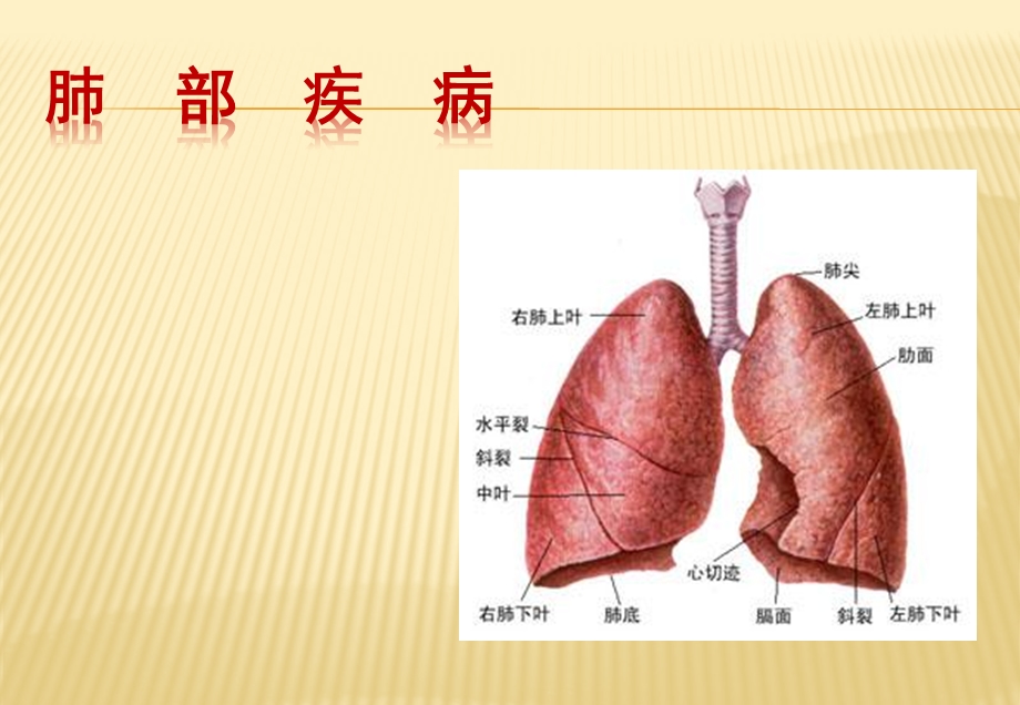 肺部疾病.ppt.ppt_第1页