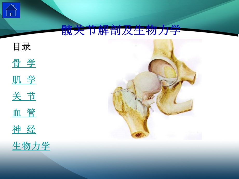 髋部解剖及生物力学.ppt_第2页