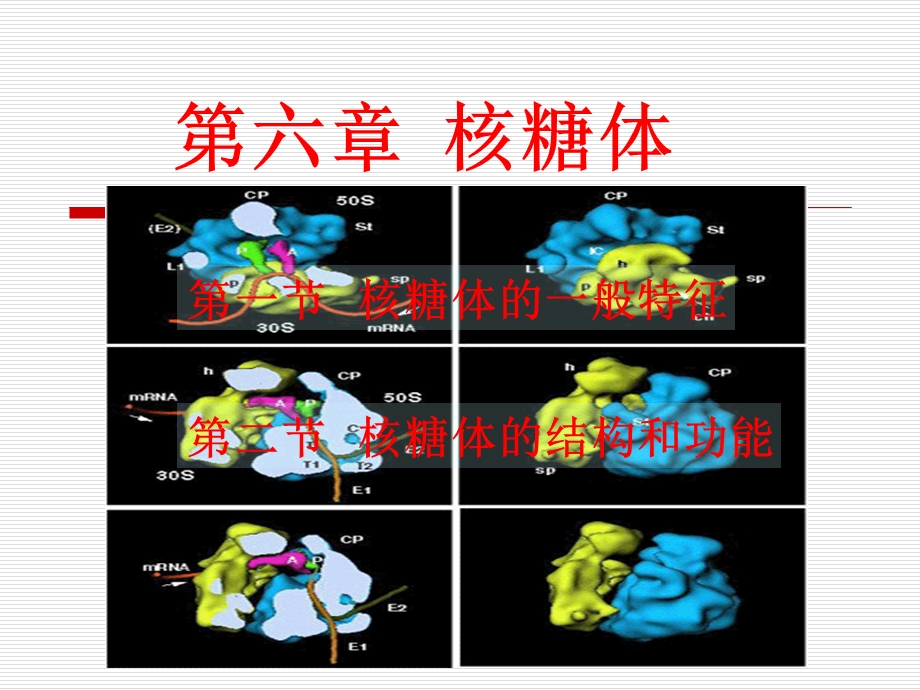 教学课件PPT核糖体.ppt_第1页