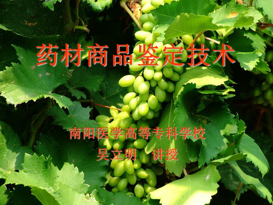 果实种子类药材.ppt.ppt_第1页