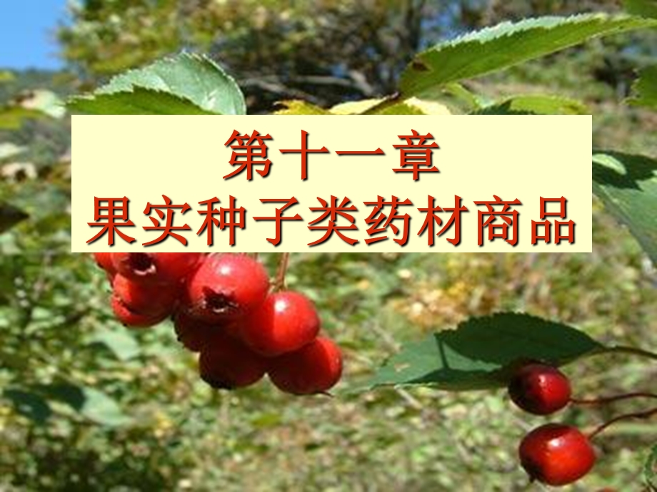 果实种子类药材.ppt.ppt_第2页