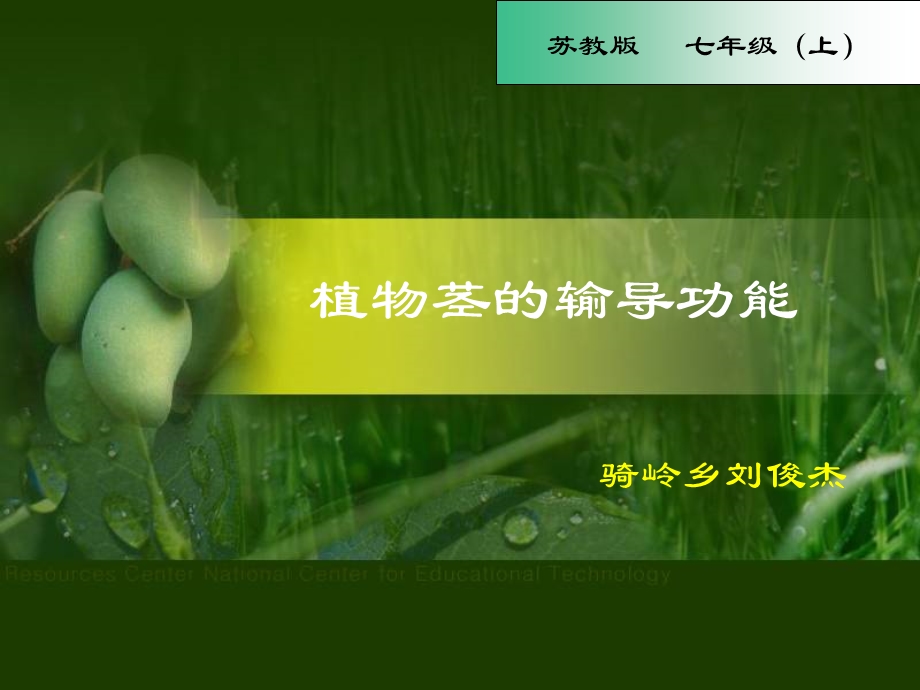 植物茎的输导功能(优质课).ppt_第1页