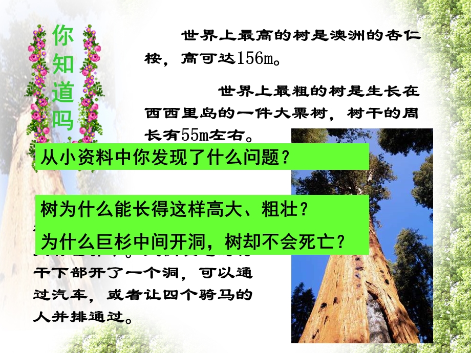 植物茎的输导功能(优质课).ppt_第2页