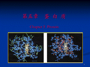 食品化学第五章蛋白质.ppt