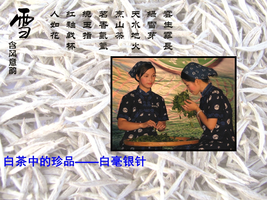 茶叶宣传资料PPT绿雪芽白茶.ppt_第2页