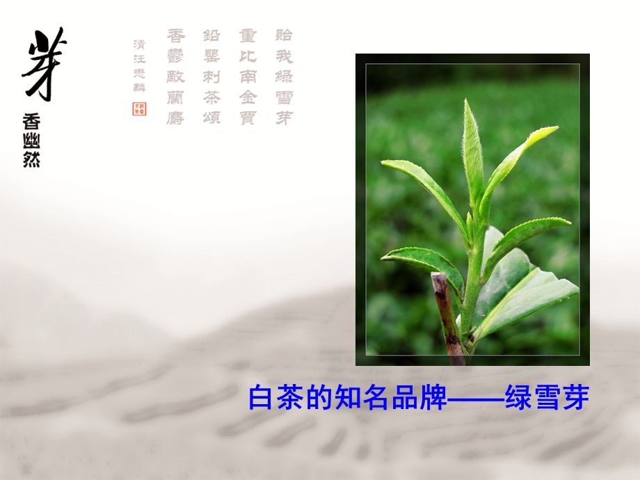 茶叶宣传资料PPT绿雪芽白茶.ppt_第3页