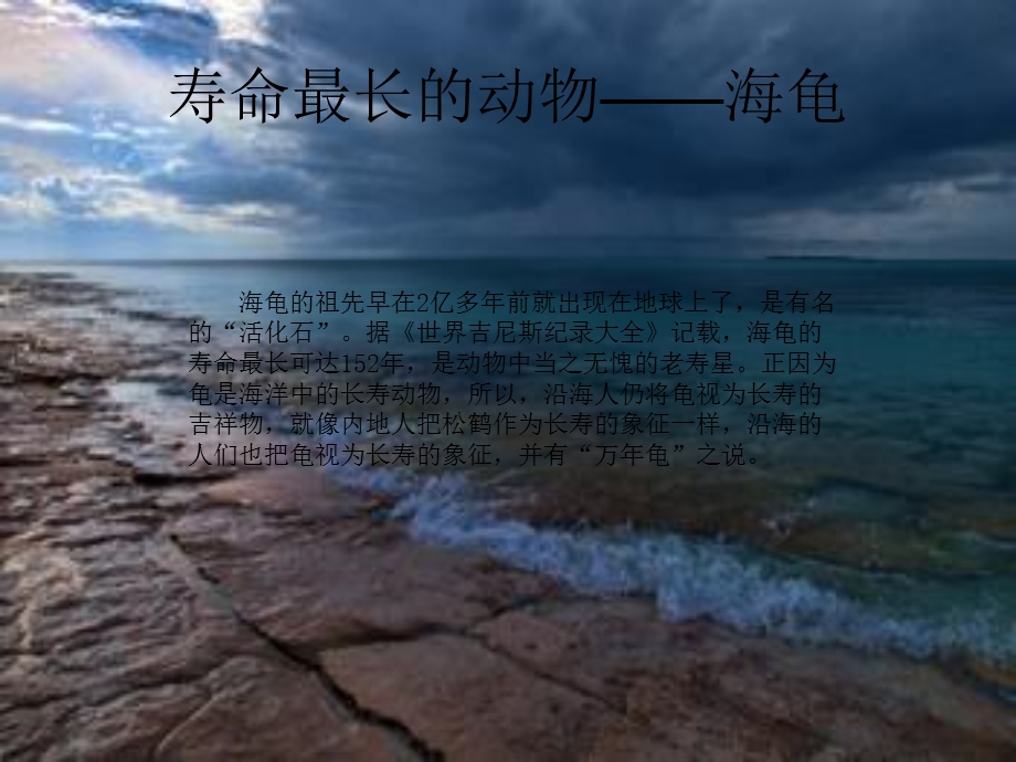 海龟介绍..ppt_第3页