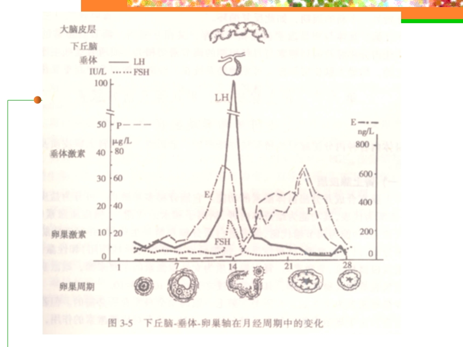 育龄期妇女保健.ppt_第3页