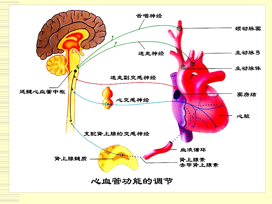 生理学心血管活动调节.ppt_第2页