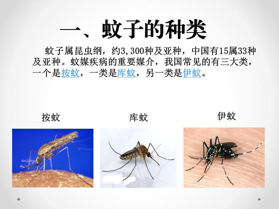 主题班会《防蚊灭蚊》 .ppt_第3页