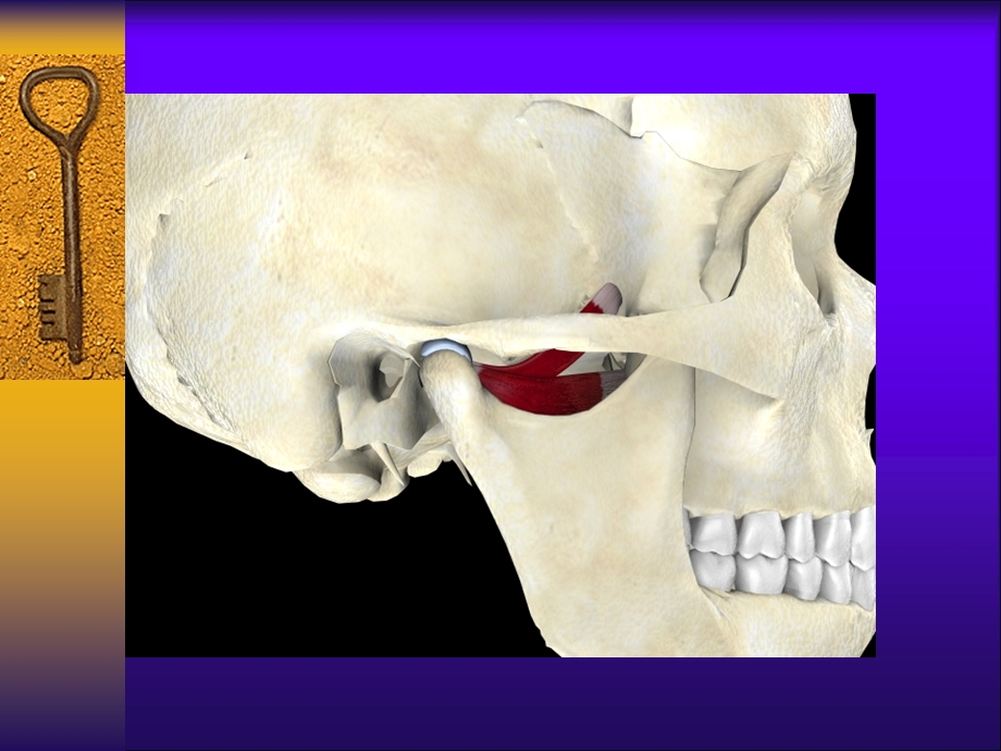 颞下颌关节疾病四川大学课程中心30.ppt_第2页
