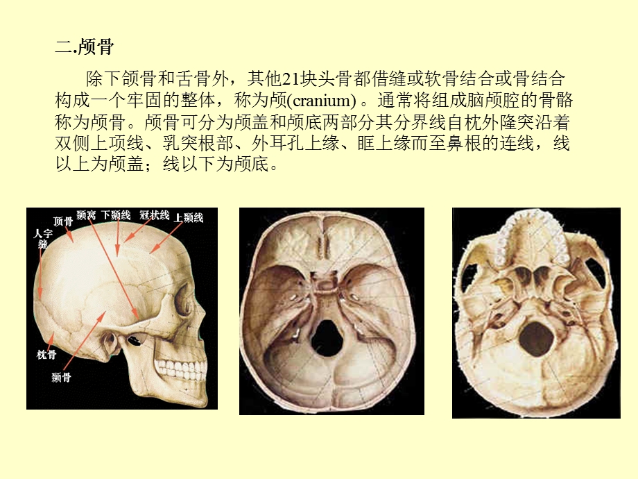 颅脑解剖.ppt.ppt_第3页