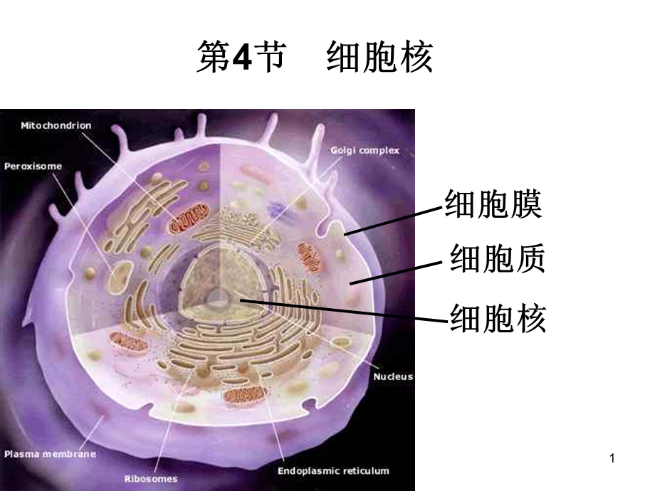 浙科版高中生物课件：细胞核、原核细胞.ppt_第1页