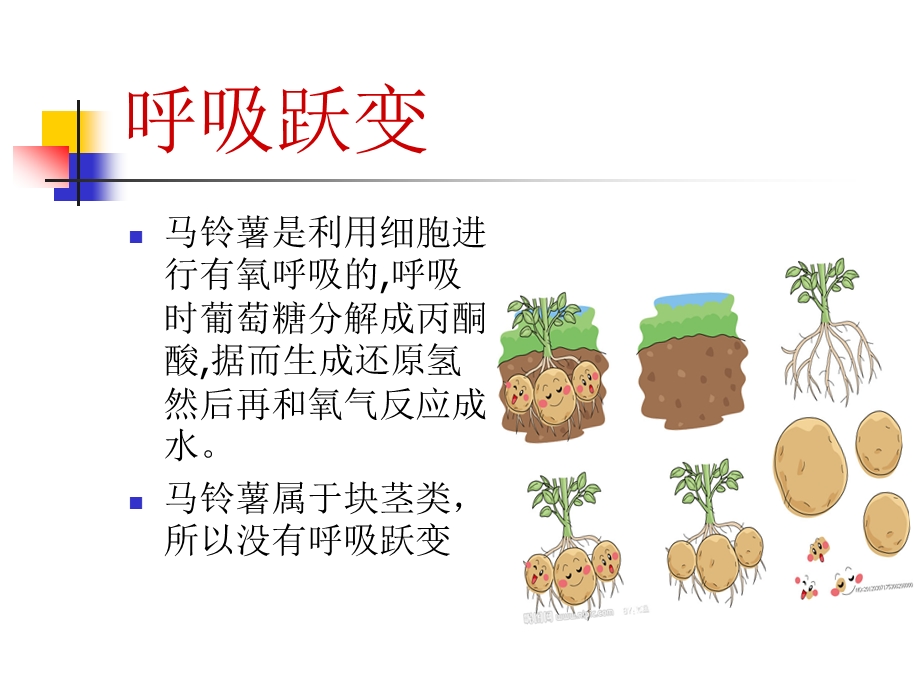 贮藏技术——马铃薯.ppt_第3页