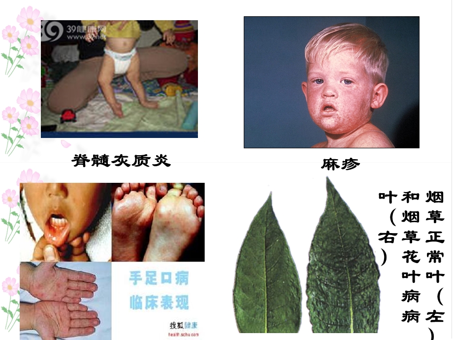 青岛版小学科学课件《病毒》 .ppt_第2页