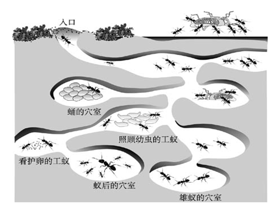 青岛版小学科学《生物是怎样传递信息的》课件.ppt_第2页