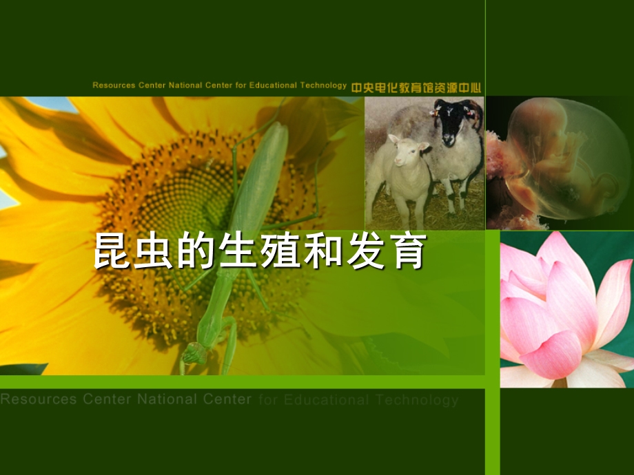 第一节昆虫的生殖和发育.ppt_第1页