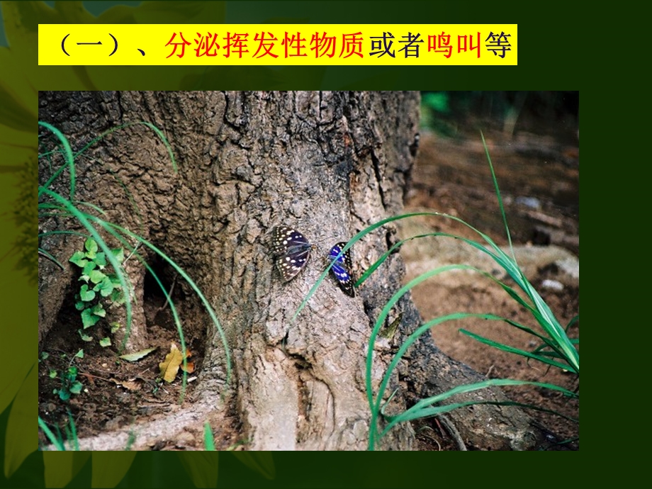 第一节昆虫的生殖和发育.ppt_第3页