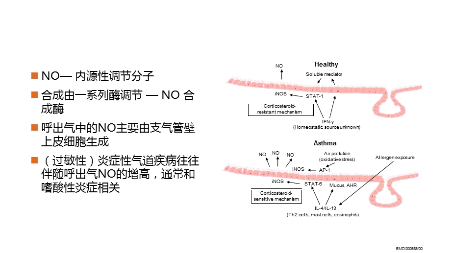 FeNO测定及应用.ppt_第2页