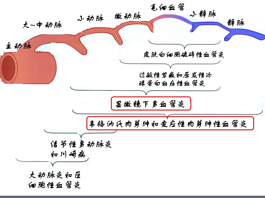 ANCA相关性小血管炎.ppt_第3页