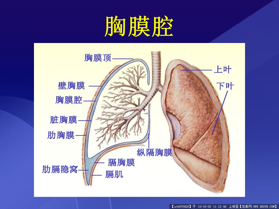 胸腔积液的护理查房 .ppt_第3页