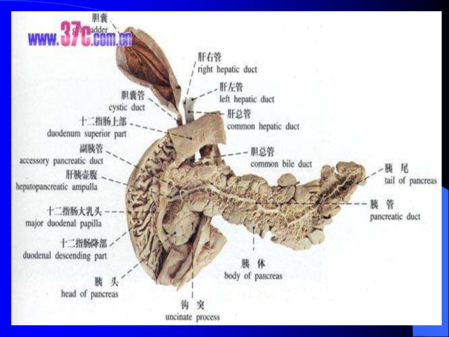 【医学课件大全】急性胰腺炎病人的护理.ppt.ppt_第3页