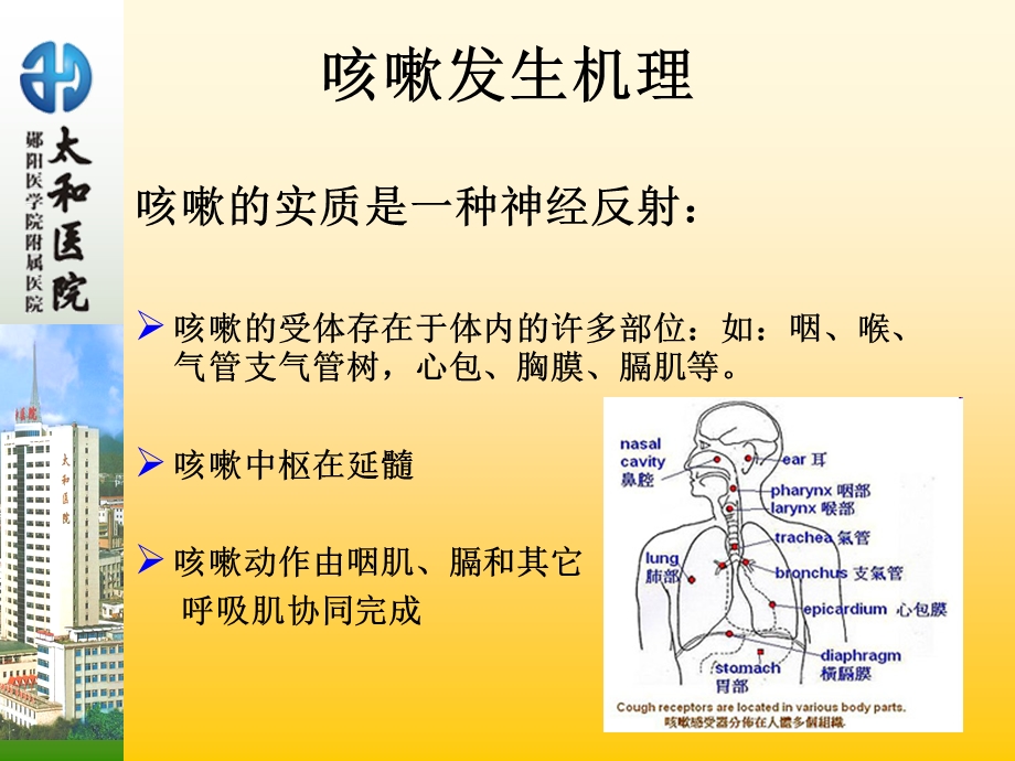 咳嗽咳痰的诊断学.ppt_第3页