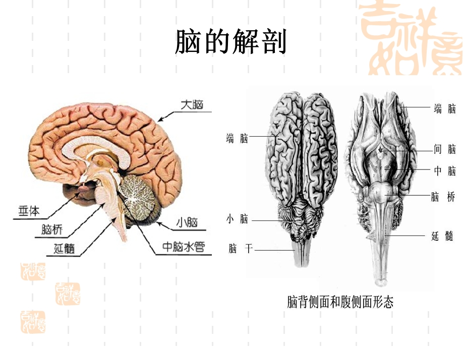 不同部位脑梗的临床表现.ppt_第3页