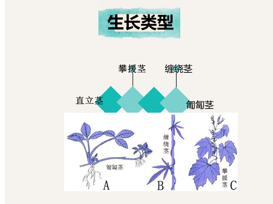 茎的生长类型和分枝类型.ppt_第2页